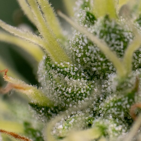 KALI DOG FEM X10 ROYAL QUEEN SEEDS-6