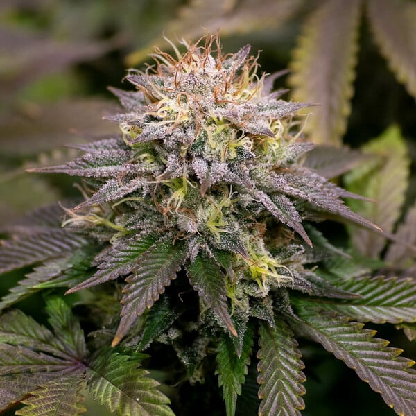 KALI DOG FEM X1 ROYAL QUEEN SEEDS-6