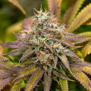 KALI DOG FEM X3 ROYAL QUEEN SEEDS