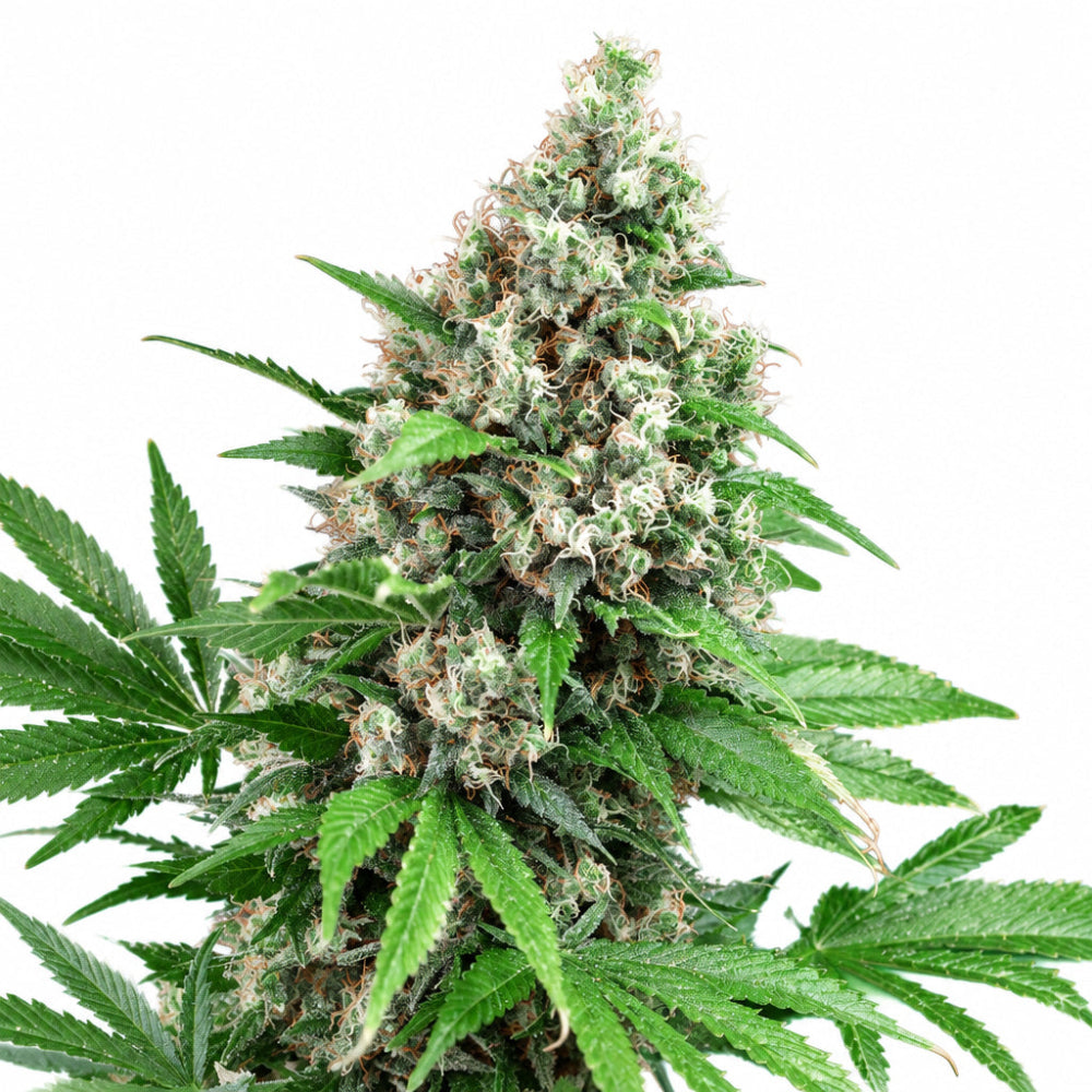 KILLER KUSH F1 X100 - SWEET SEEDS