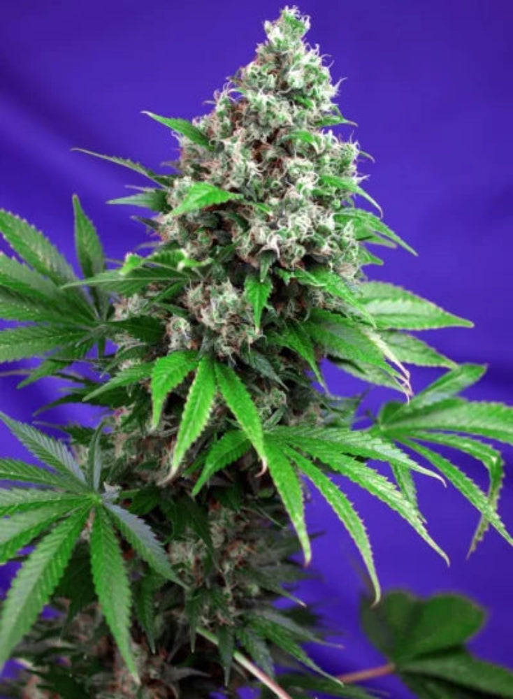 FLASH BACK #2 FEM X3+1 - SWEET SEEDS