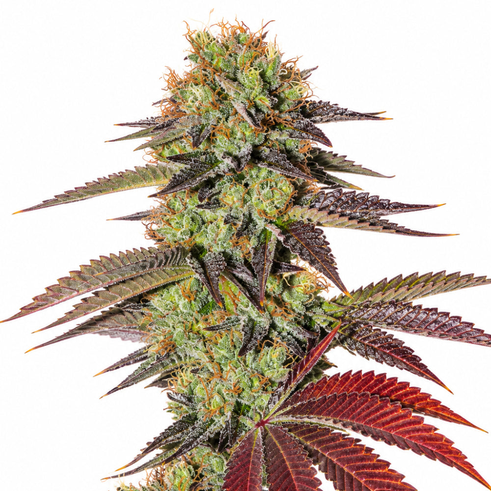 KINGS KUSH AUTO X1 - GREEN HOUSE SEED-1