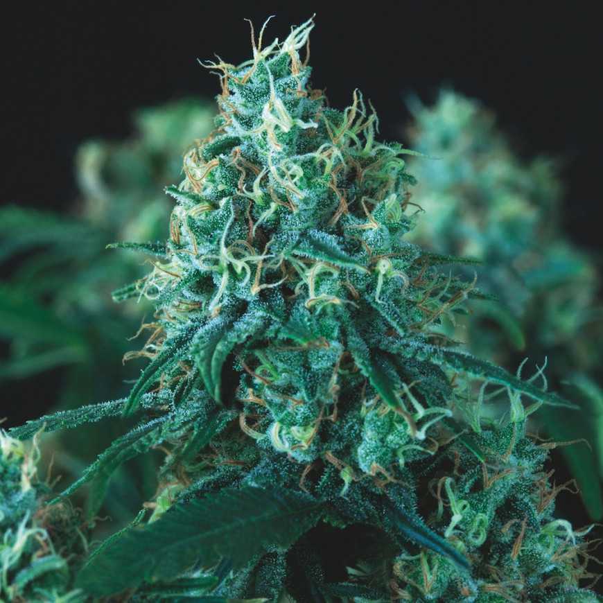 KRYPTONITE FAST VERSION 3+1 PYRAMID SEEDS