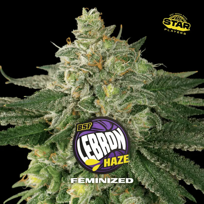 HIGH VOLTAGE FEM MIX X12 BSF SEEDS-6
