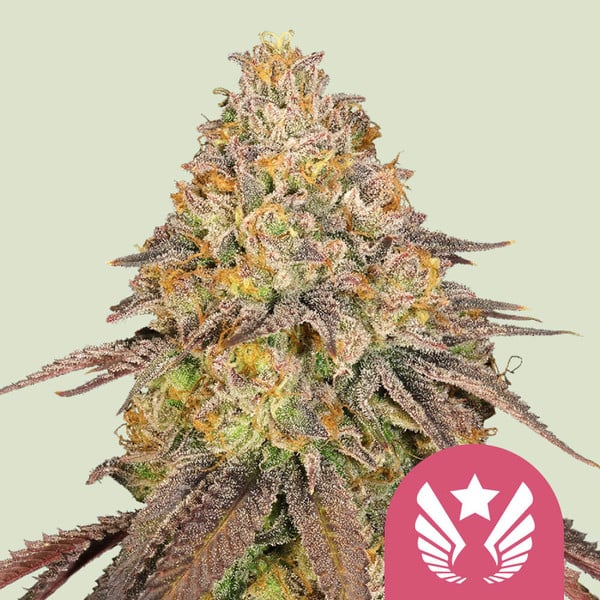 LEGENDARY OG PUNCH FEM X5 ROYAL QUEEN SEEDS-1