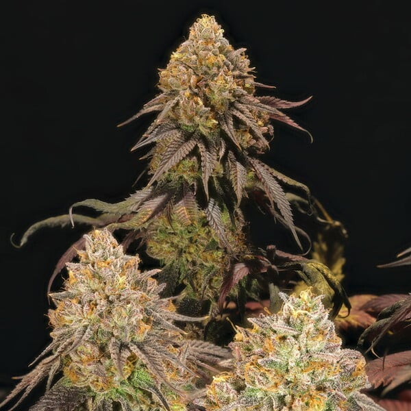 LEGENDARY OG PUNCH FEM X5 ROYAL QUEEN SEEDS-3