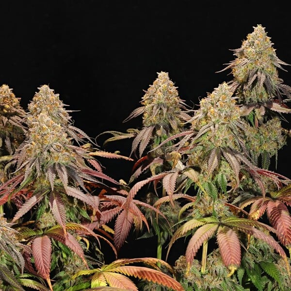 LEGENDARY OG PUNCH FEM X5 ROYAL QUEEN SEEDS-4