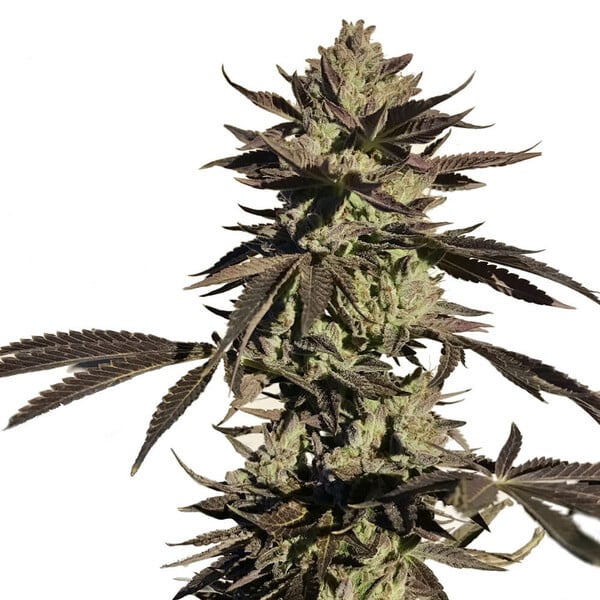 LEGENDARY OG PUNCH FEM X5 ROYAL QUEEN SEEDS-2