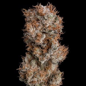 LEMON SHINING SILVER HAZE FEM X3 ROYAL QUEEN SEEDS-2