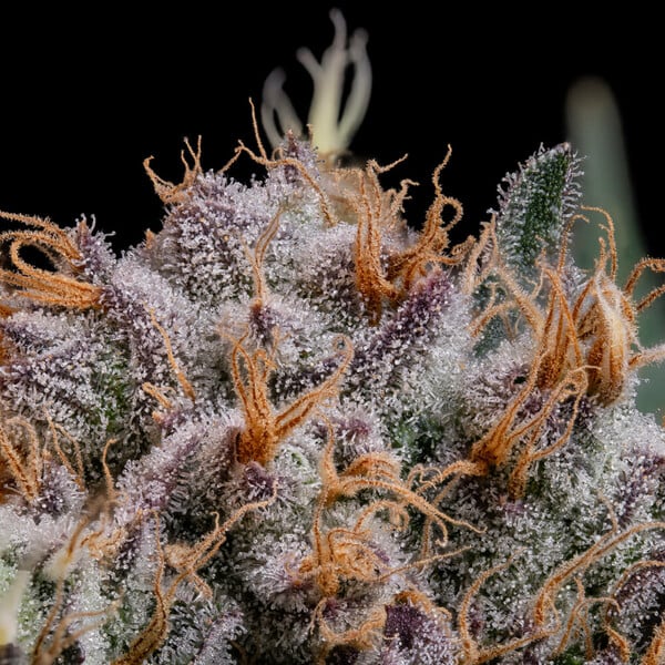 LEMON SHINING SILVER HAZE FEM X3 ROYAL QUEEN SEEDS-3