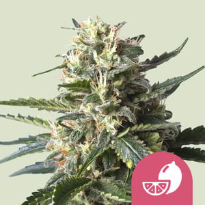 LEMON SHINING SILVER HAZE FEM X3 ROYAL QUEEN SEEDS-1