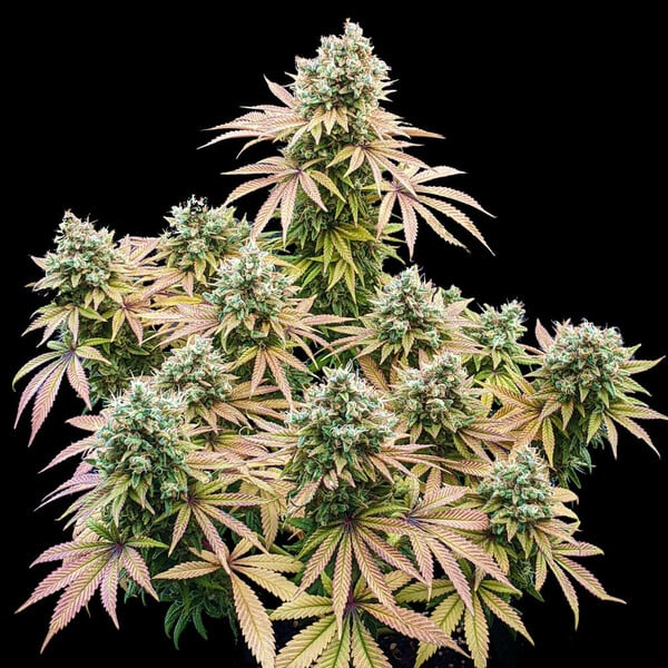 LEMON SHINING SILVER HAZE FEM X3 ROYAL QUEEN SEEDS-4