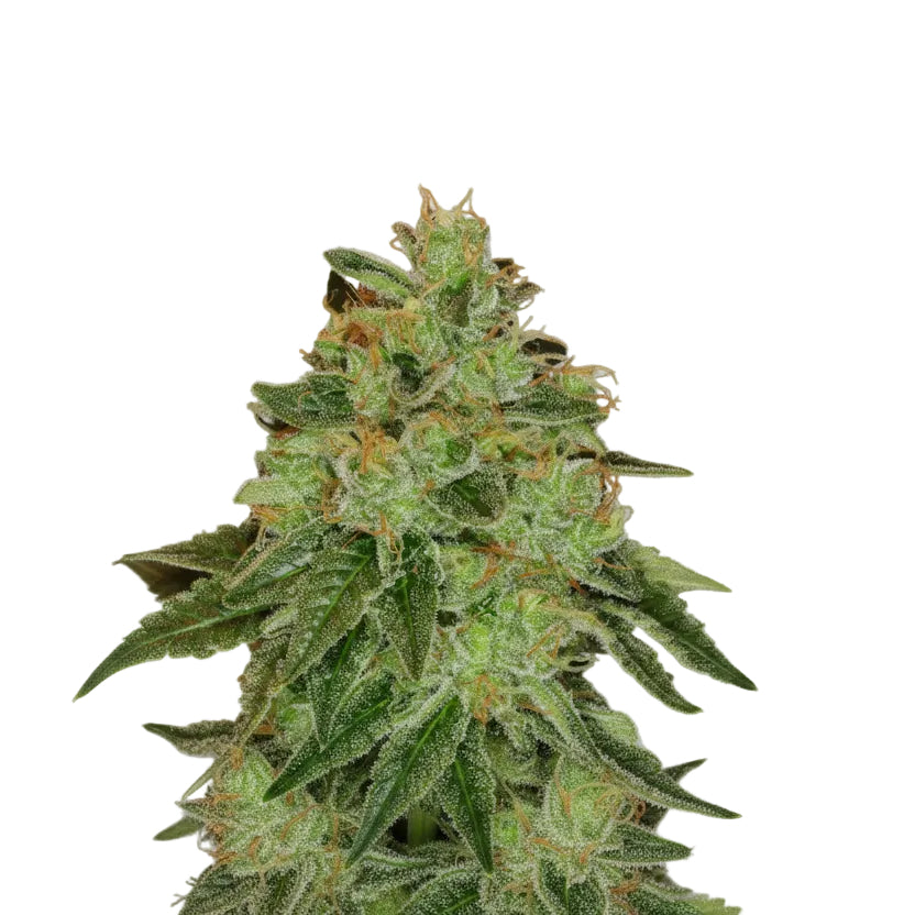 LEMON XXL AUTO GRANELSEEDS-1