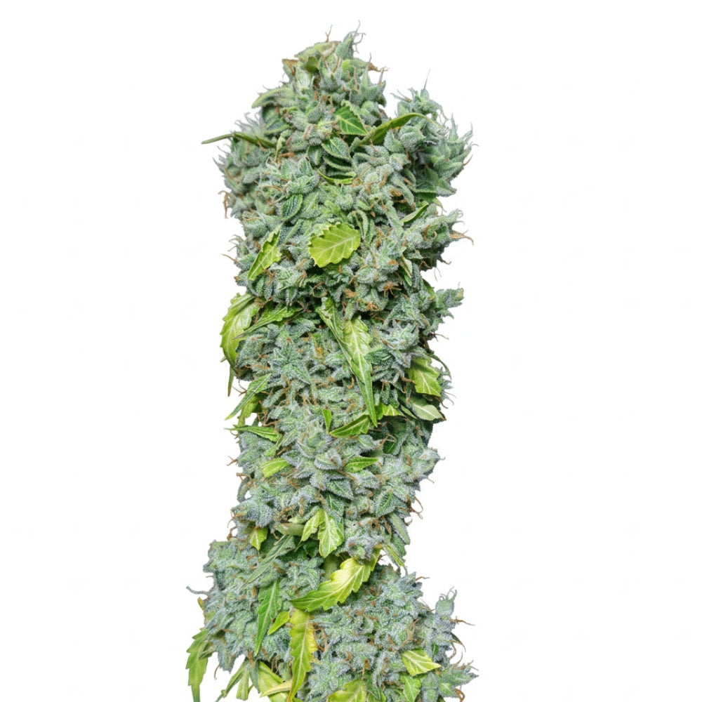 MAGIC TREE AUTO X3 - EVA SEEDS-1