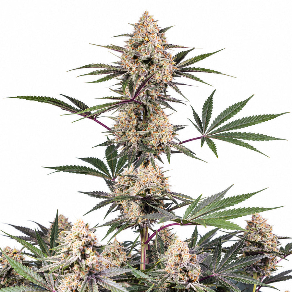 MENTAL RAINBOW F1 X3+1 - SWEET SEEDS-1