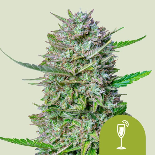 MIMOSA AUTO X3 ROYAL QUEEN SEEDS