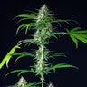 MIMOSA AUTO X3 ROYAL QUEEN SEEDS-3
