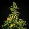 MIMOSA AUTO X3 ROYAL QUEEN SEEDS