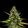 MIMOSA AUTO X3 ROYAL QUEEN SEEDS-4