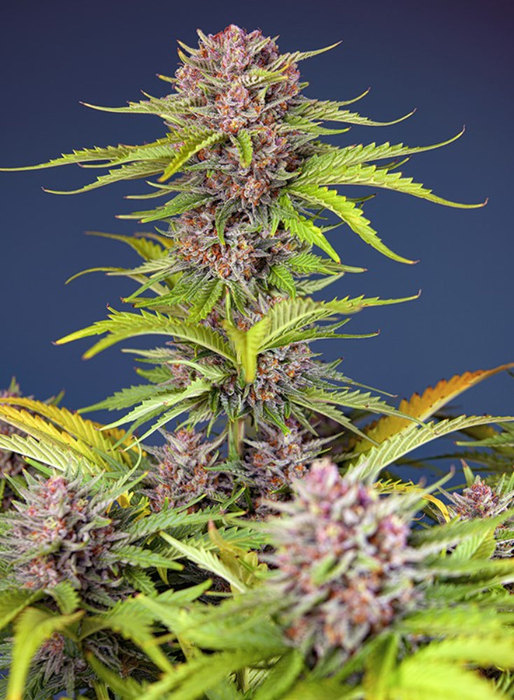 MIMOSA BRUCE BANNER XL AUTO X3+1 - SWEET SEEDS-1