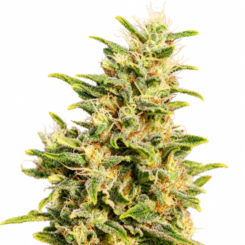 MISSING IN BARCELONA FEM X3+1 - EVA SEEDS-1