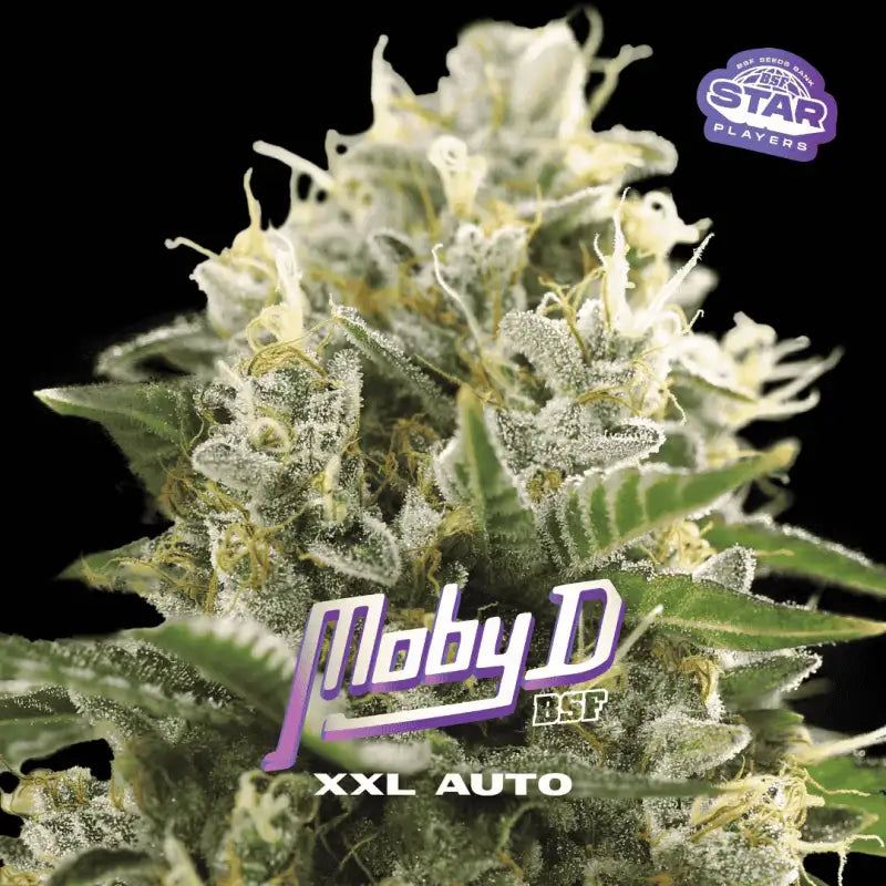 MOBY-D XXL AUTO X2 BSF SEEDS-1