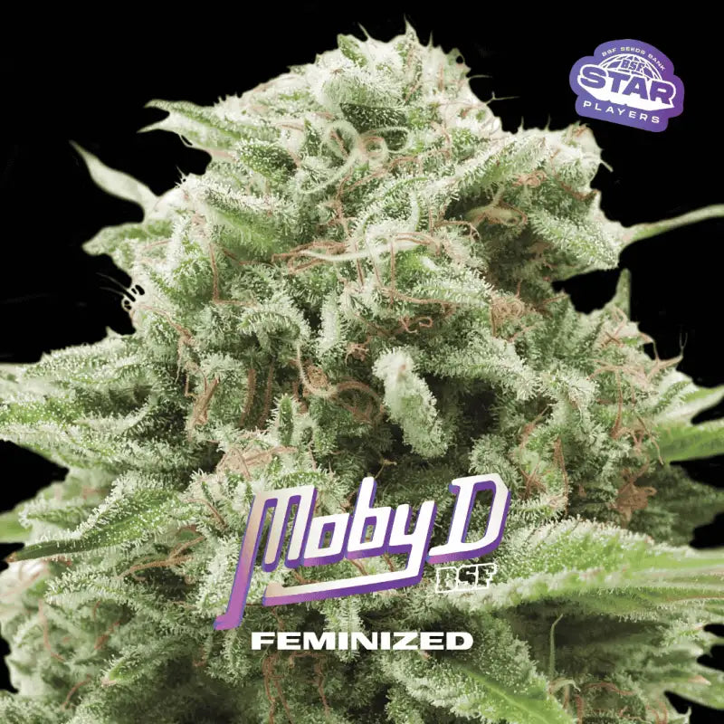 DREAM TEAM FEM MIX X12 BSF SEEDS-5