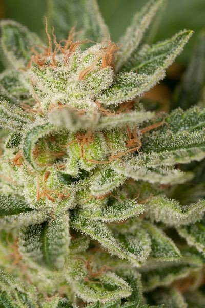 MOBY DICK GRANELSEEDS-3