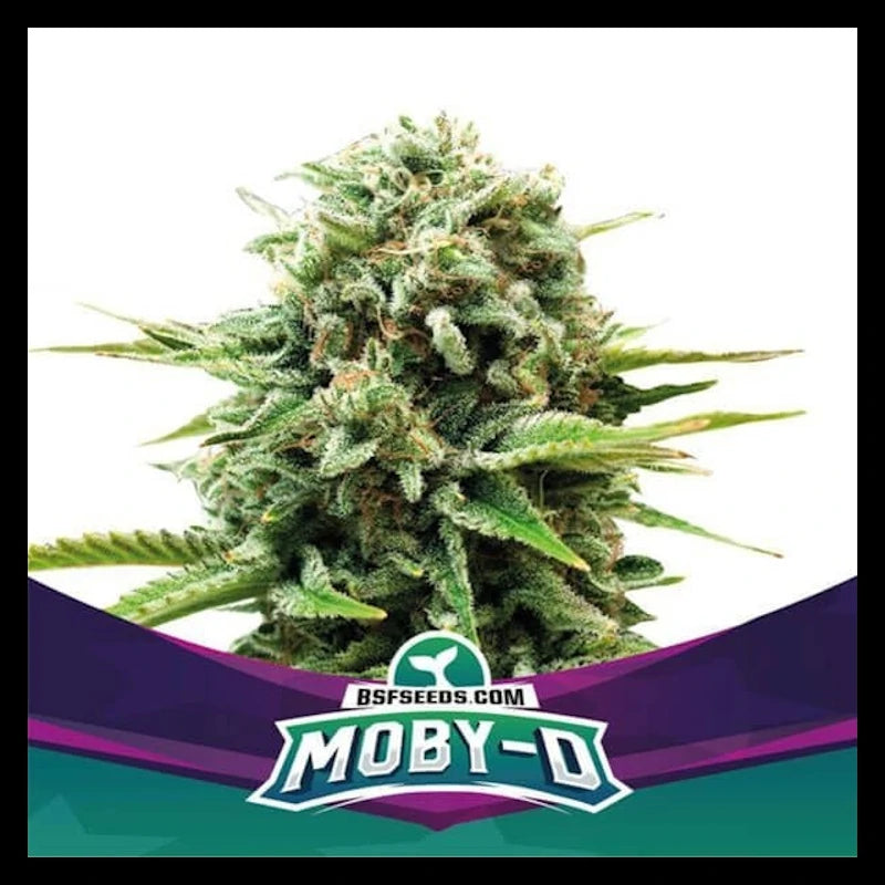 MOBY-D AUTO XXL X100 BSF-1