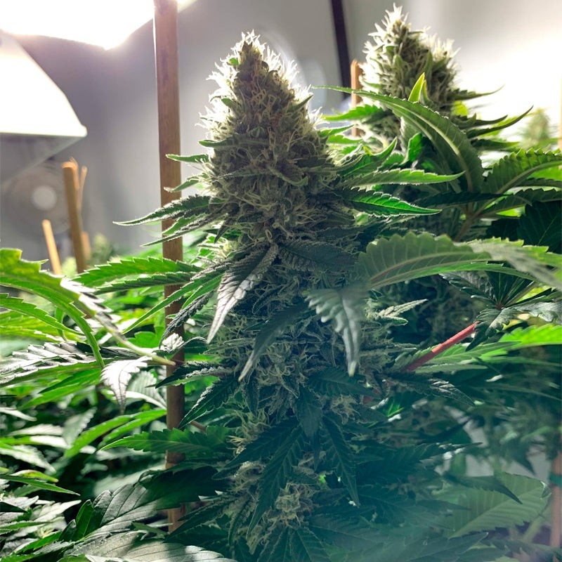 MOBY DICK GRANELSEEDS-4
