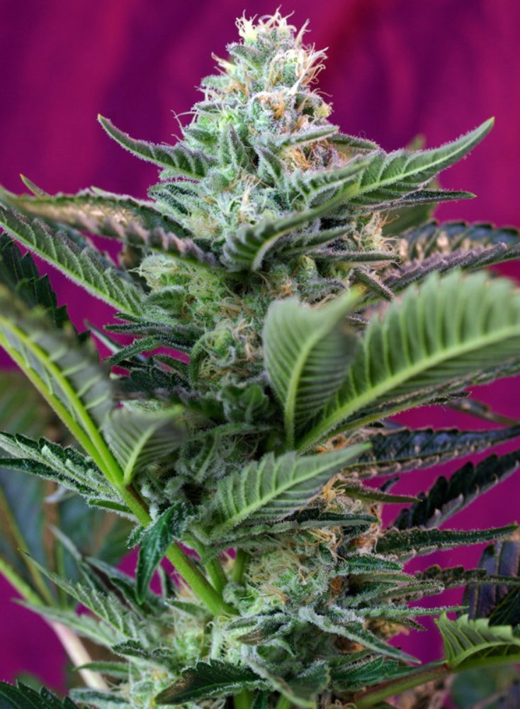 MOHAN RAM AUTO X3+1 - SWEET SEEDS-1