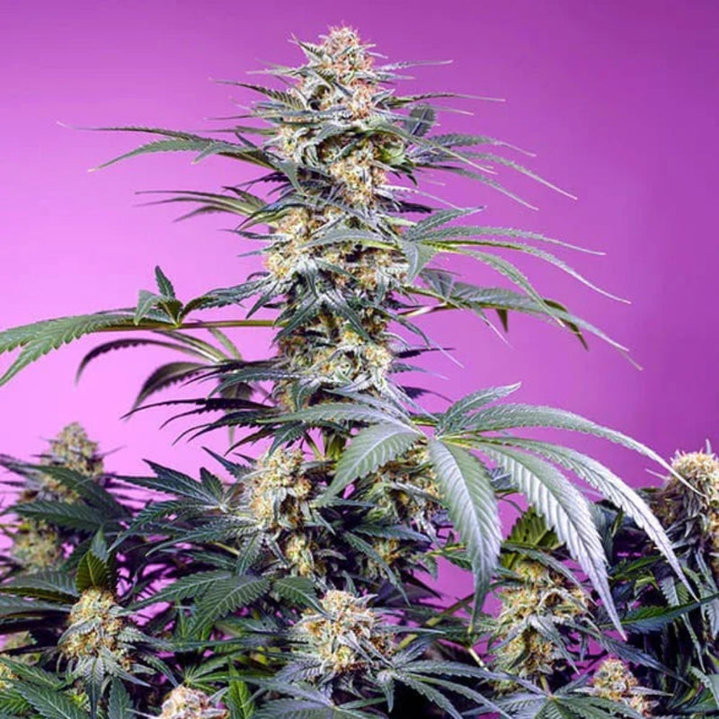MONSTER MAKER FEM 3+1 SWEET SEEDS-2