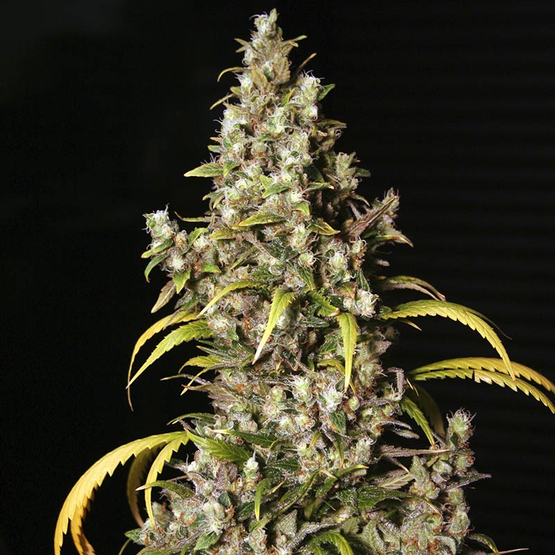 MONSTER 3+1 FEM EVA SEEDS-2