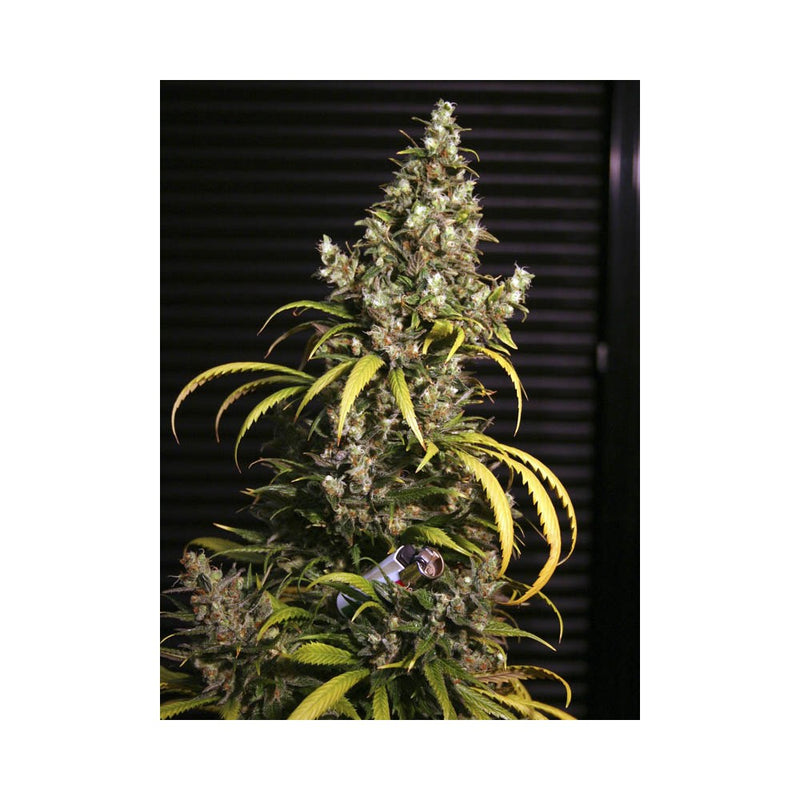 MONSTER 3+1 FEM EVA SEEDS-3