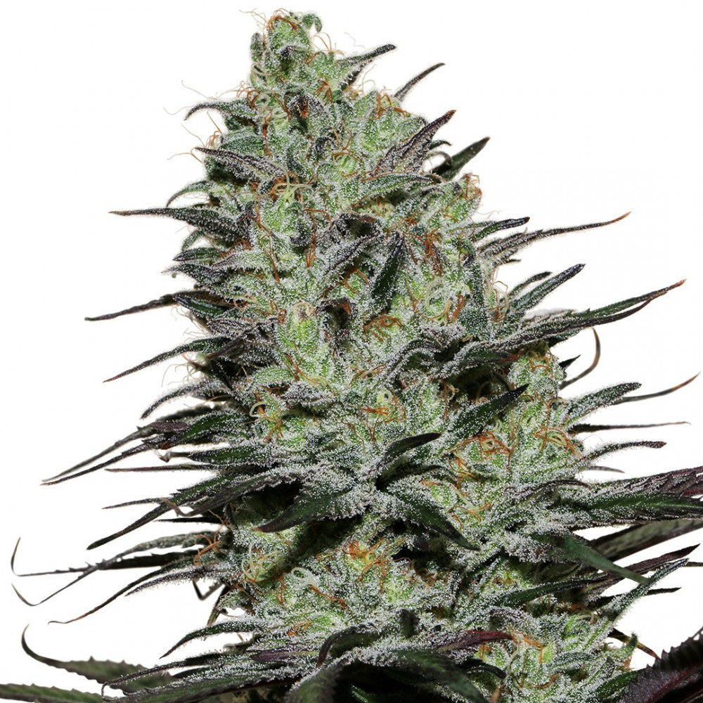 MORPHEUS FEM 3+1 - BUDDHA SEEDS