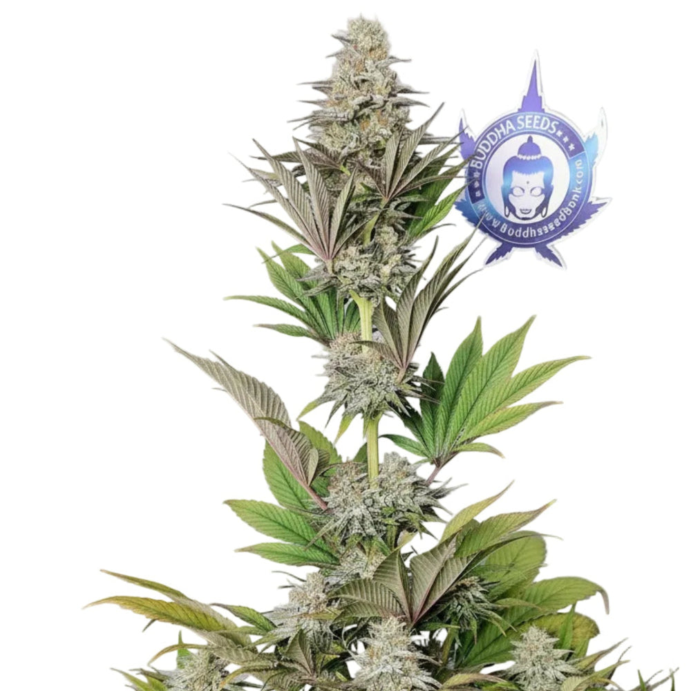 MORPHEUS FEM 3+1 - BUDDHA SEEDS