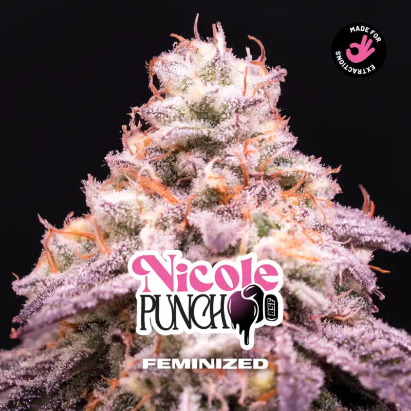 NICOLE PUNCH FEM X12 - BSF-1