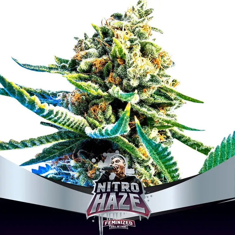 HIGH VOLTAGE FEM MIX X12 BSF SEEDS-5