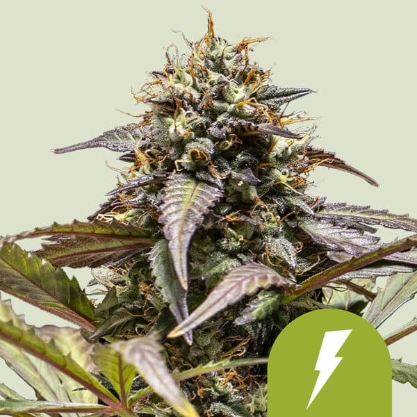 NORTH THUNDERFUCK AUTO X5 ROYAL QUEEN SEEDS-1