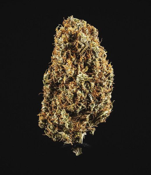 NORTH THUNDERFUCK AUTO X5 ROYAL QUEEN SEEDS-2