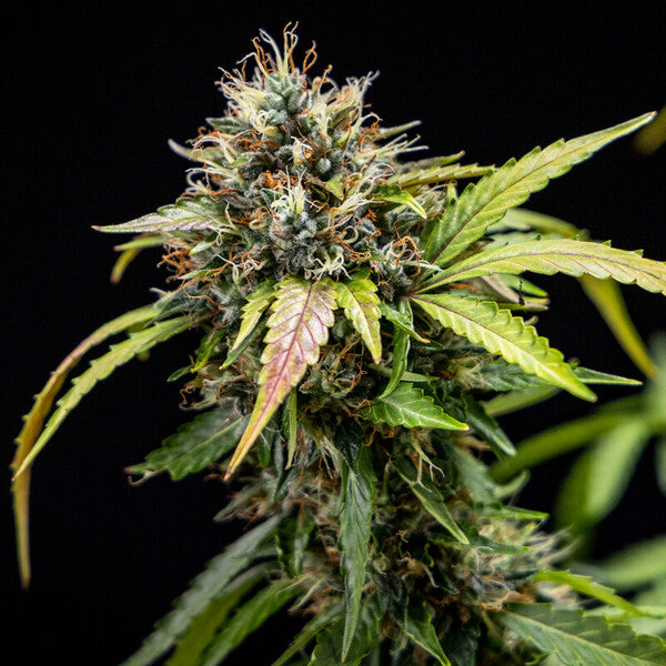NORTH THUNDERFUCK AUTO X5 ROYAL QUEEN SEEDS-4