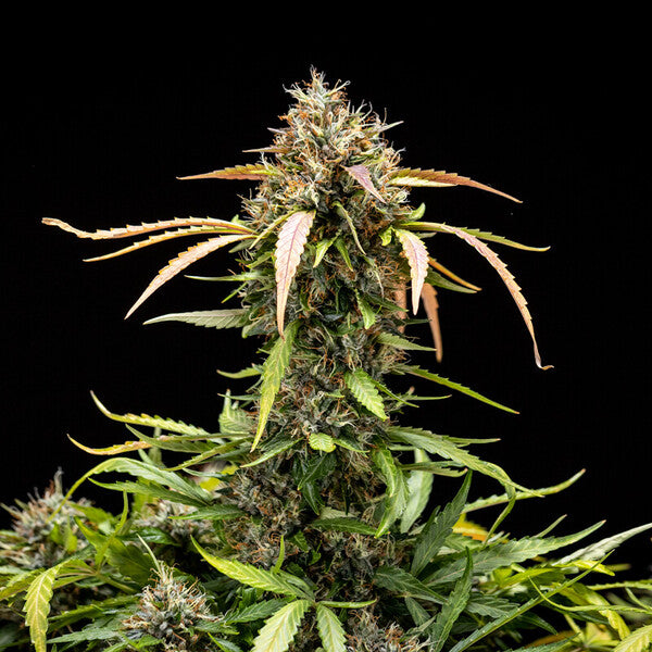 NORTH THUNDERFUCK AUTO X5 ROYAL QUEEN SEEDS-5