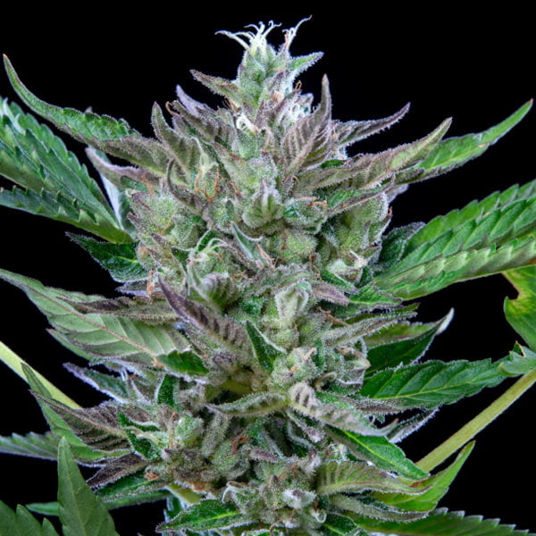 NORTH THUNDERFUCK AUTO X5 ROYAL QUEEN SEEDS-3