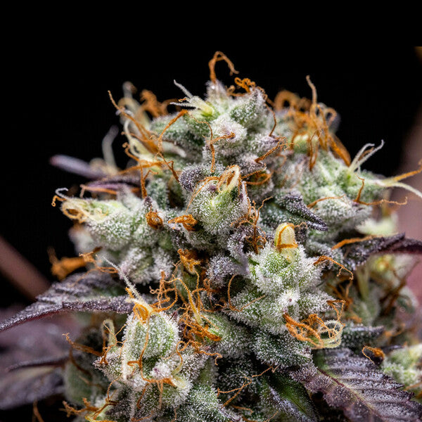 NORTH THUNDERFUCK AUTO X5 ROYAL QUEEN SEEDS-7