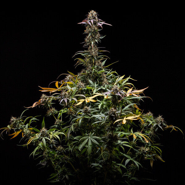 NORTH THUNDERFUCK AUTO X5 ROYAL QUEEN SEEDS-6
