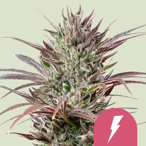 NORTH THUNDERFUCK FEM X3 ROYAL QUEEN SEEDS