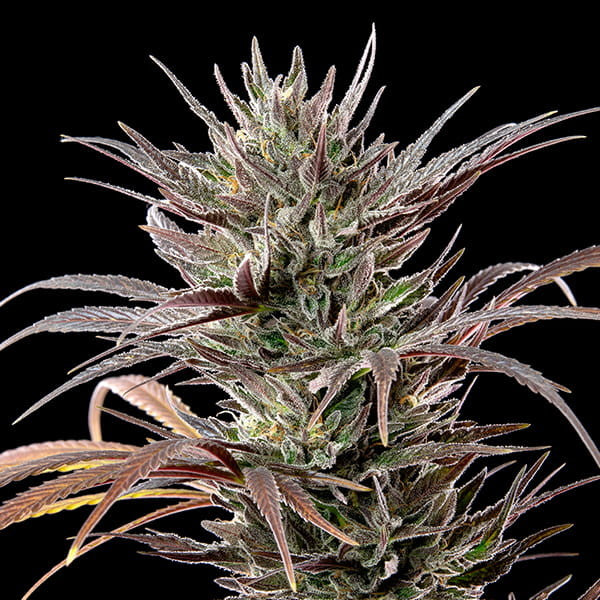NORTH THUNDERFUCK FEM X3 ROYAL QUEEN SEEDS-3
