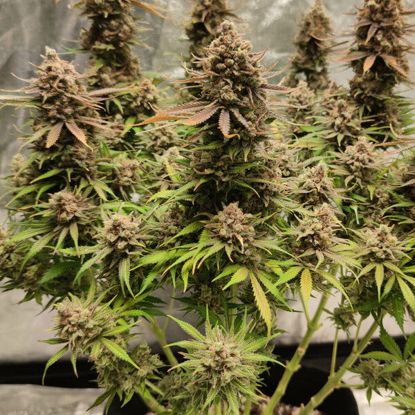 NORTH THUNDERFUCK FEM X1 - ROYAL QUEEN SEEDS-2