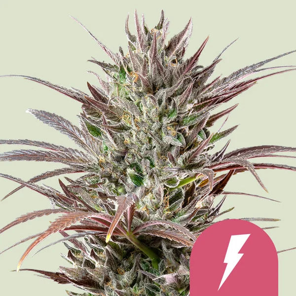 NORTH THUNDERFUCK FEM X1 - ROYAL QUEEN SEEDS-1