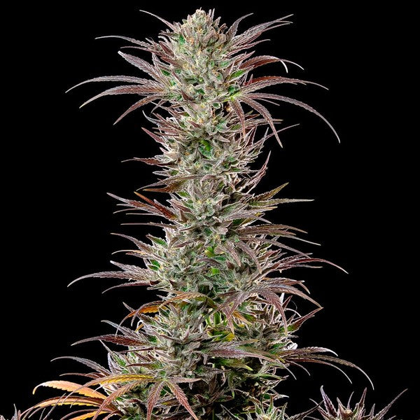 NORTH THUNDERFUCK FEM X1 - ROYAL QUEEN SEEDS-3